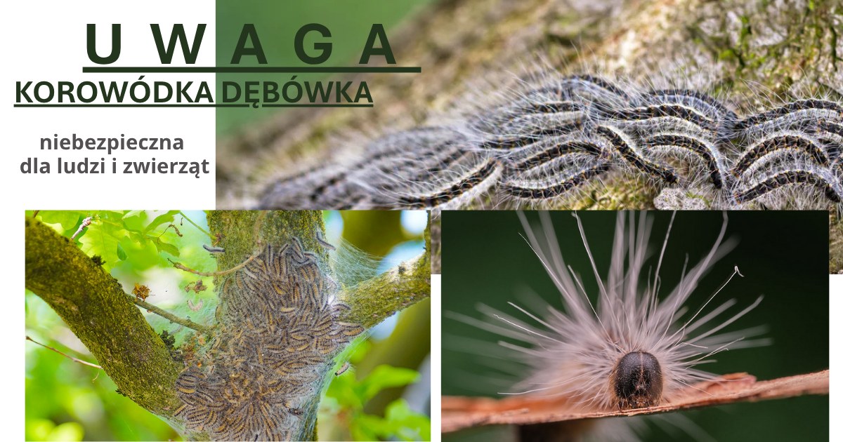 Uwaga! KOROWÓDKA DĘBÓWKA!