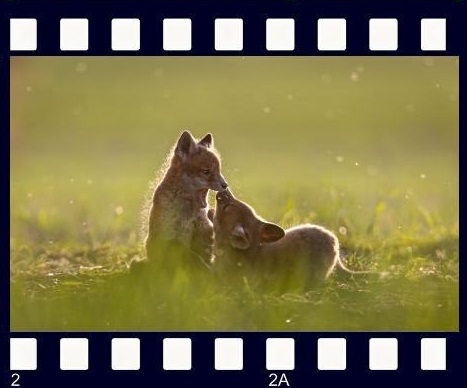 Konkurs fotograficzny pn. „Przyroda województwa kujawsko-pomorskiego”